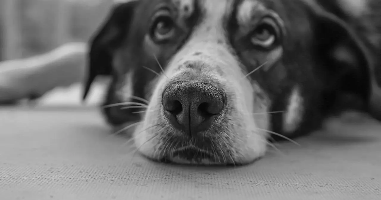 西檬之家字母圈switch是什么?探索双重身份的魅力与挑战 一